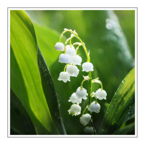 AF7017621 aroomiõli