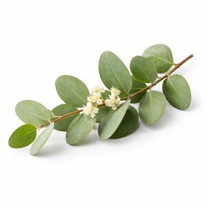 Eucalyptus Globulus essential oil