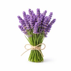 Laventelin eteerinen öljy