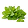 Peppermint essential oil